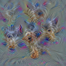 n02094258 Norwich terrier